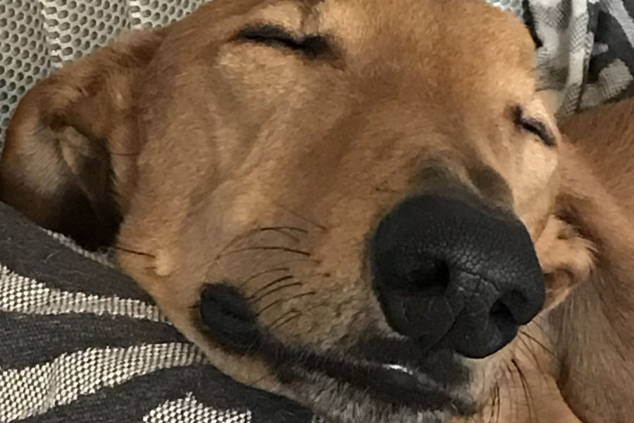 Bild von einem Hundegesicht das schläft