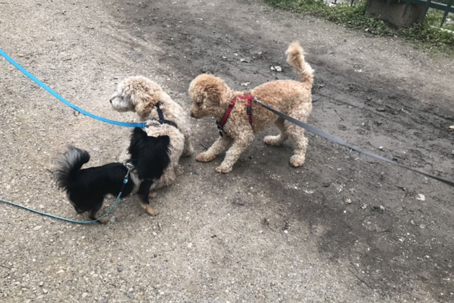 Bild von drei kleinen Hunden an der Leine die spielen