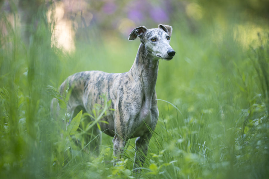 Bild von einem Windhund der Ausschau hält