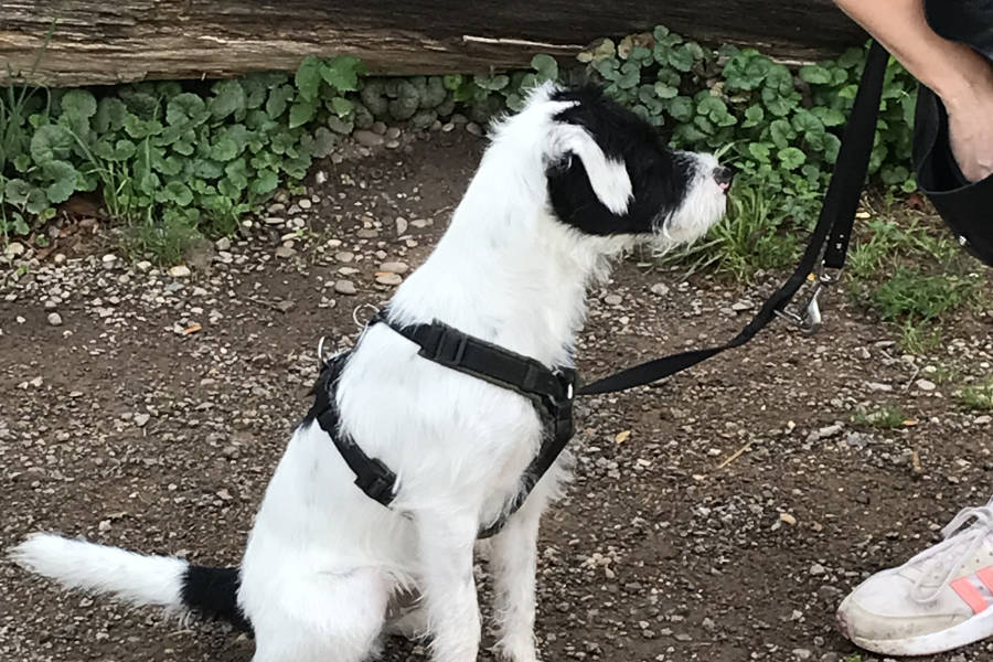 Bild von einem kleinen Hund an der Leine der sitzt