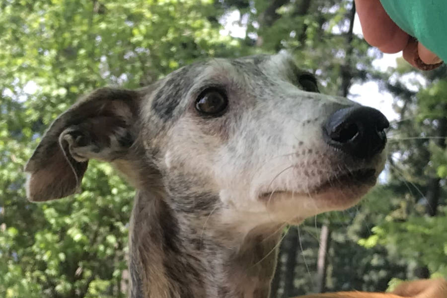 Bild von Kristina Danwerth mit ihrem Windhund