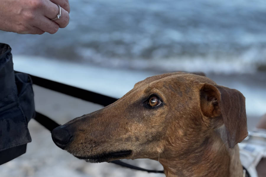 Bild des Profils des Gesichts von einem dunkelbraunen Windhund