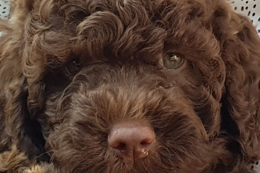 Bild von einem Hundegesicht